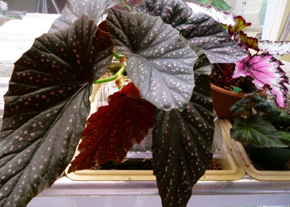 B. ‘Purple Haze’